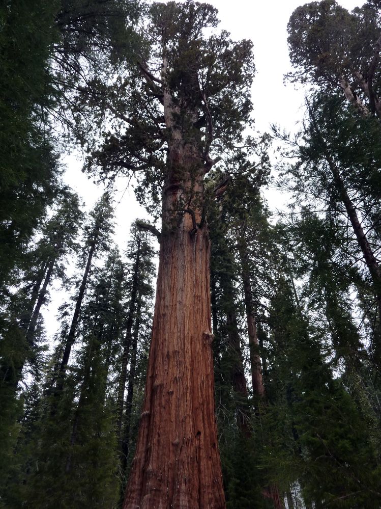 Sequoia parc(43).JPG